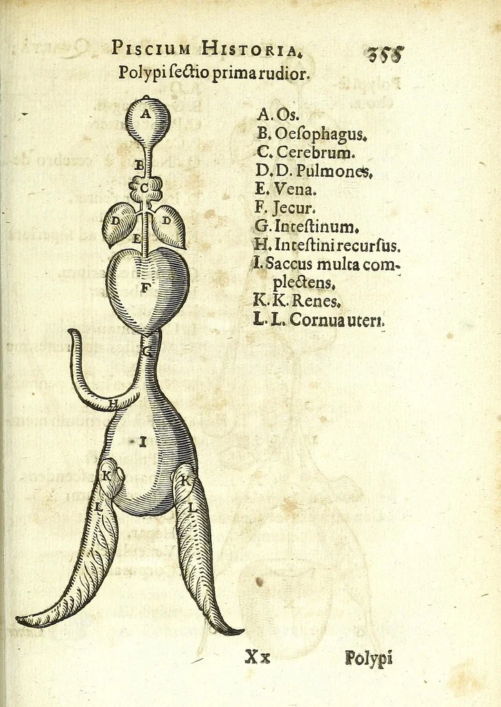 An illustration from Zootomia democritaea: id est, Anatome generalis totius animantium opificii :, 1645, leaf 373