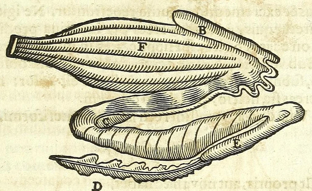 An illustration from Zootomia democritaea: id est, Anatome generalis totius animantium opificii :, 1645, leaf 375