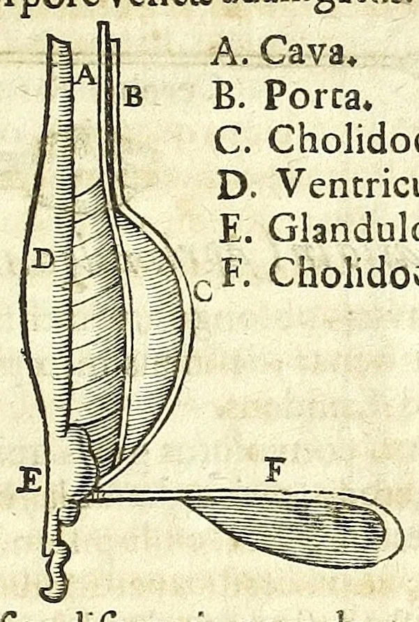 An illustration from Zootomia democritaea: id est, Anatome generalis totius animantium opificii :, 1645, leaf 383