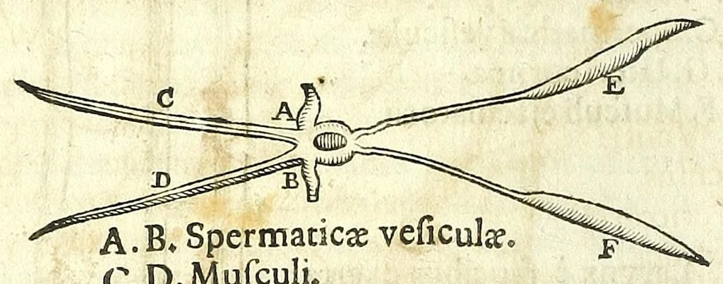 An illustration from Zootomia democritaea: id est, Anatome generalis totius animantium opificii :, 1645, leaf 386