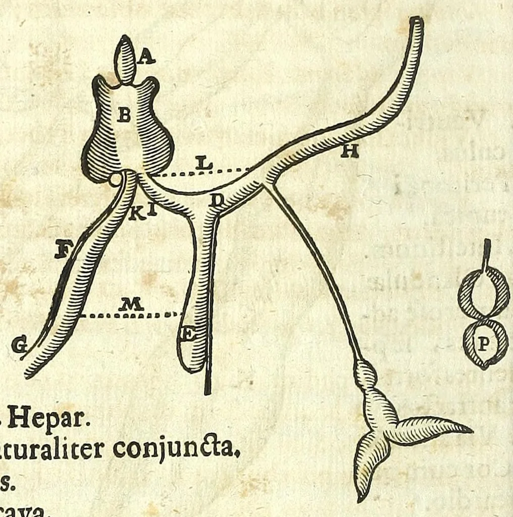 An illustration from Zootomia democritaea: id est, Anatome generalis totius animantium opificii :, 1645, leaf 388