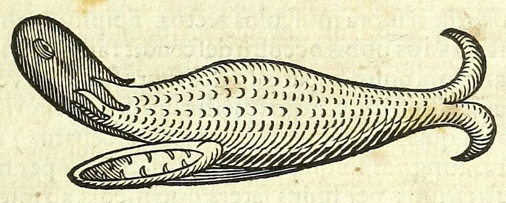 An illustration from Zootomia democritaea: id est, Anatome generalis totius animantium opificii :, 1645, leaf 393