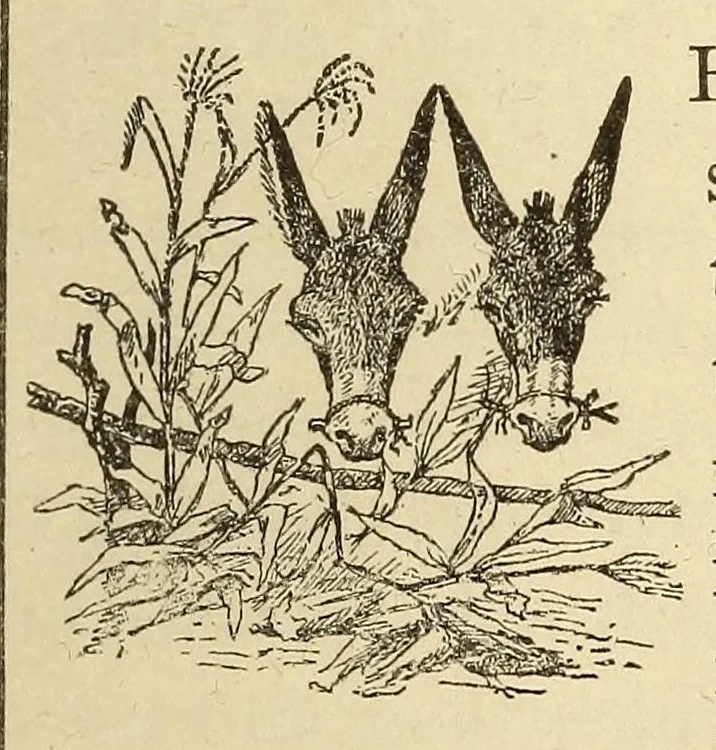 An illustration from Zuñi breadstuff, 1920, leaf 205
