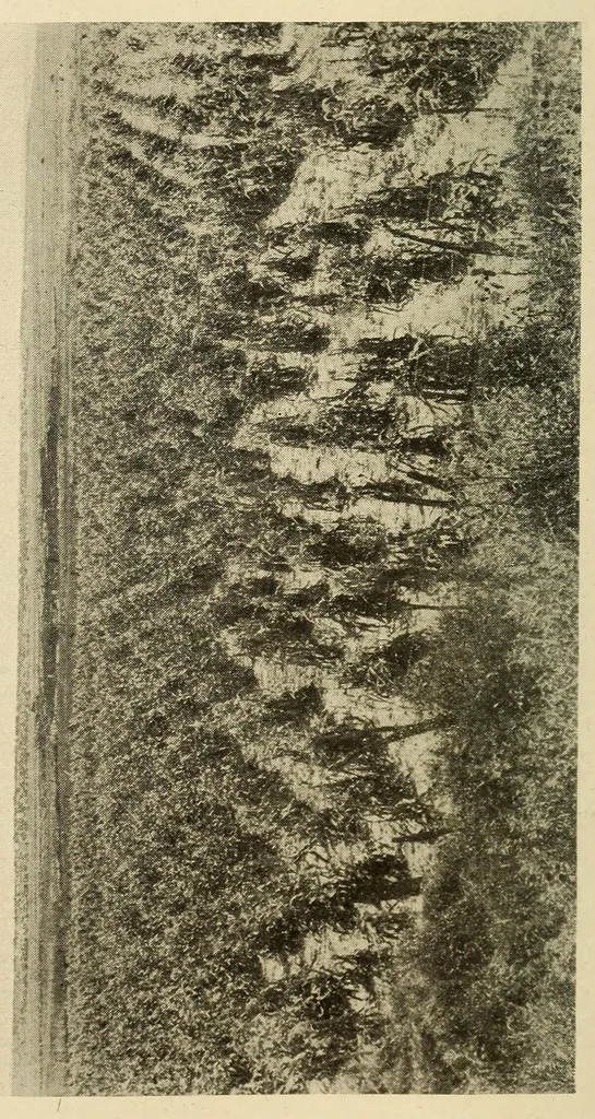 An illustration from Zuñi breadstuff, 1920, leaf 226