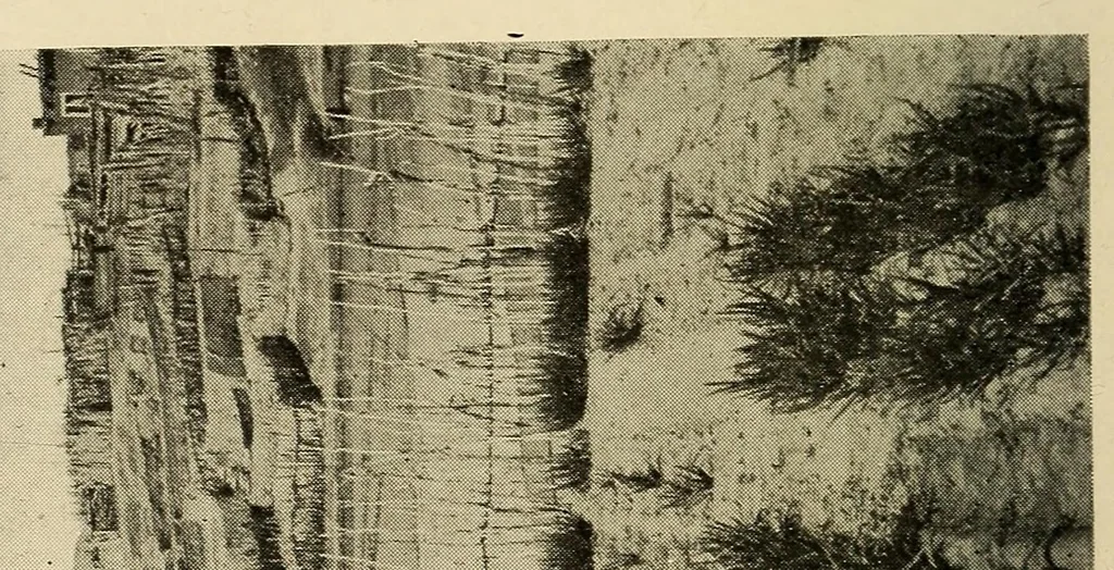 An illustration from Zuñi breadstuff, 1920, leaf 352