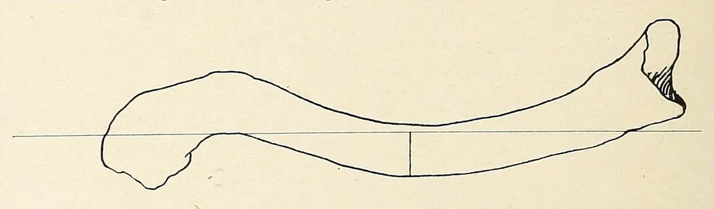 An illustration from Zur anthropologie des abflusslosen rumpfschollenlandes im nordöstlichen Deutsch-Ostrafrika, auf grund der sammlung der Ostrafrika- expedition (dr. E. Obst) der Geographischen gesellschaft in Hamburg, 1915, leaf 22