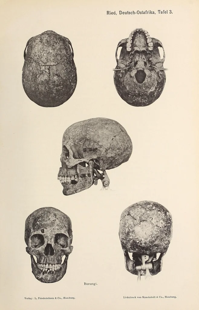 An illustration from Zur anthropologie des abflusslosen rumpfschollenlandes im nordöstlichen Deutsch-Ostrafrika, auf grund der sammlung der Ostrafrika- expedition (dr. E. Obst) der Geographischen gesellschaft in Hamburg, 1915, leaf 61