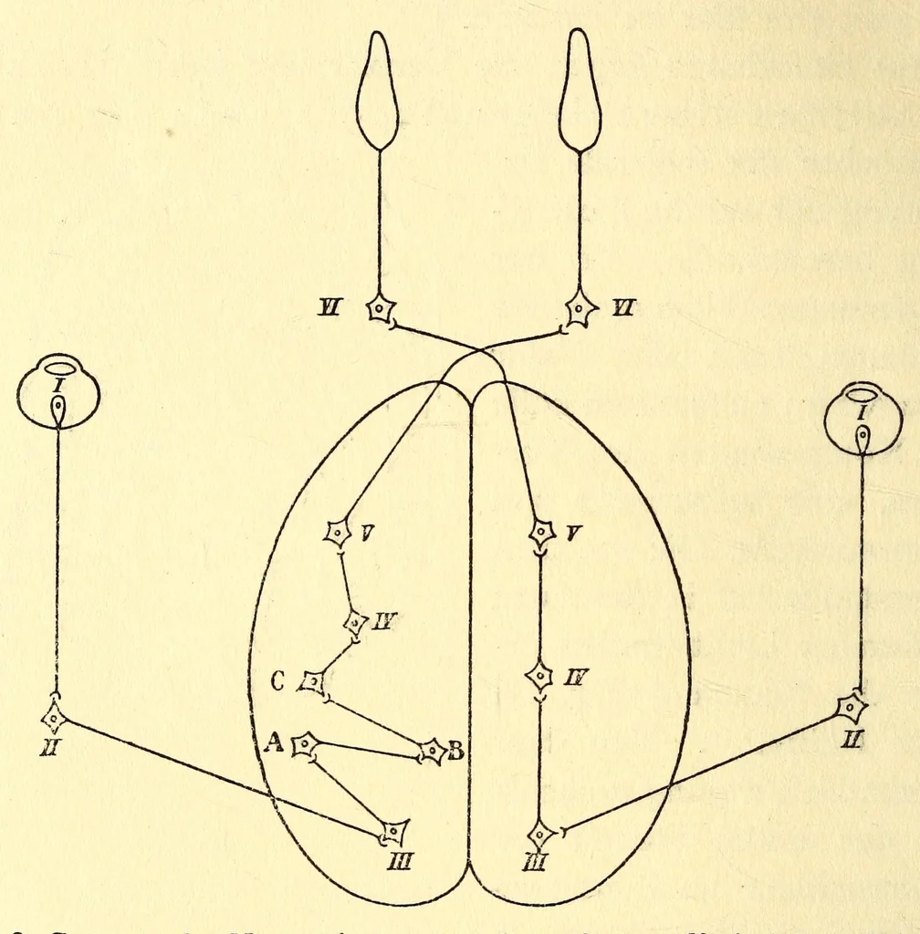 An illustration from Zur Psychologie der primitiven Kunst : ein Vortrag, 1908, leaf 18