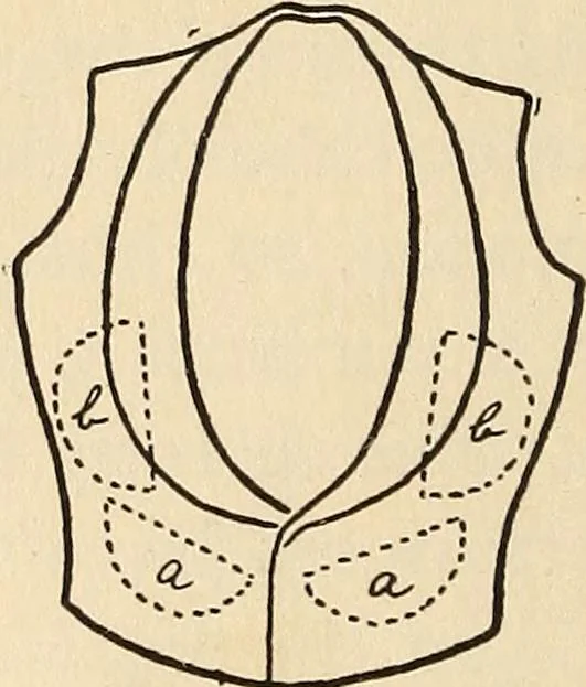 An illustration from Later magic, 1904, leaf 34