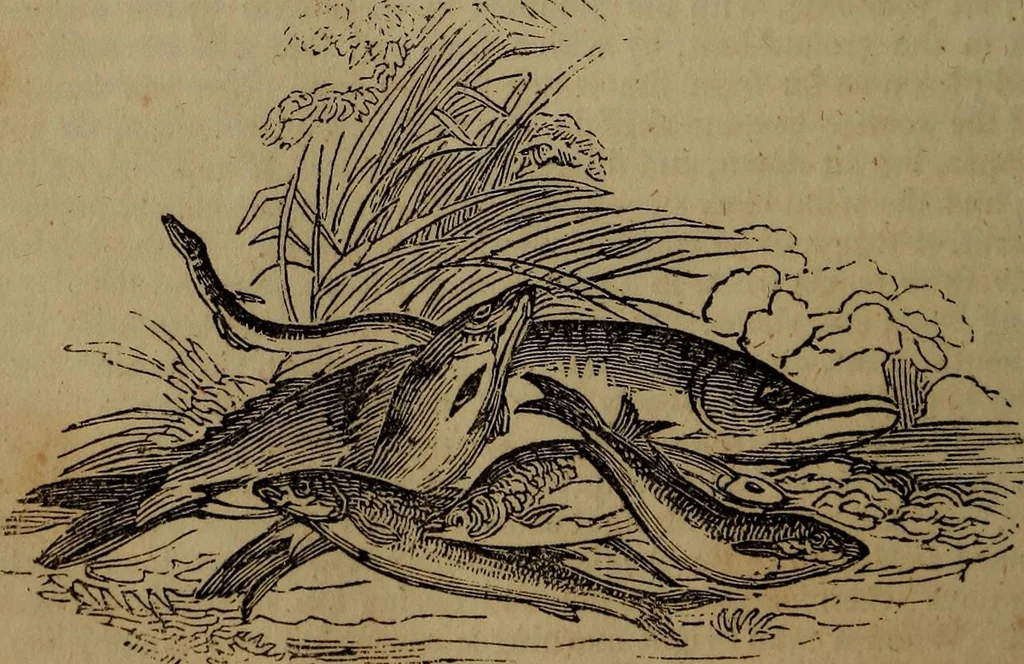 An illustration from The boy's own book; a complete encylopedia of all the diversion, athletic, scientific and recreative, of boyhood and youth., 1834, leaf 276