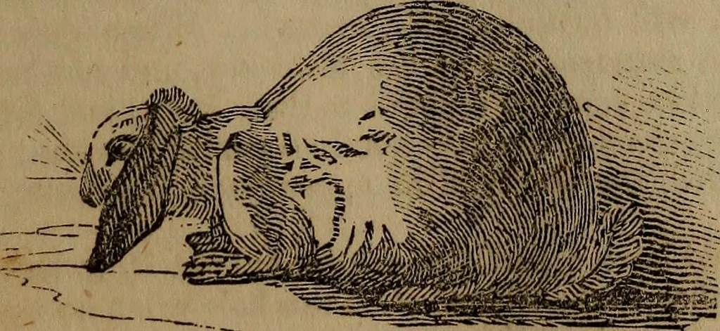 An illustration from The boy's own book; a complete encylopedia of all the diversion, athletic, scientific and recreative, of boyhood and youth., 1834, leaf 279