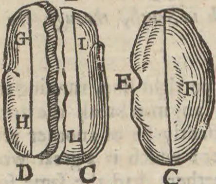 An illustration from Natural magick,, 1658, leaf 204