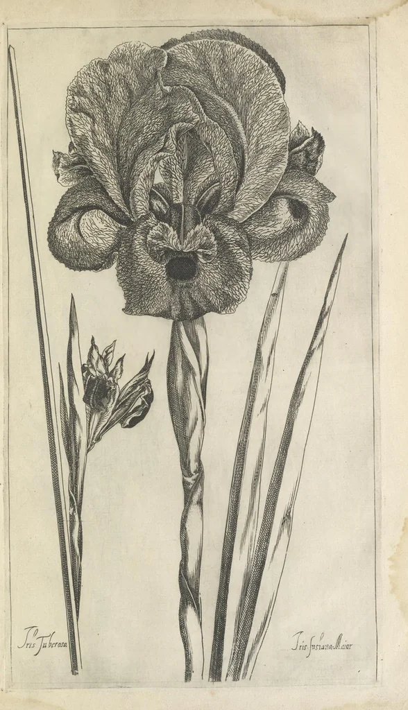 An illustration from Le iardin du roy très chrestien Henry IV roy de France et de Navare : dédié à la royne, 1608, leaf 100
