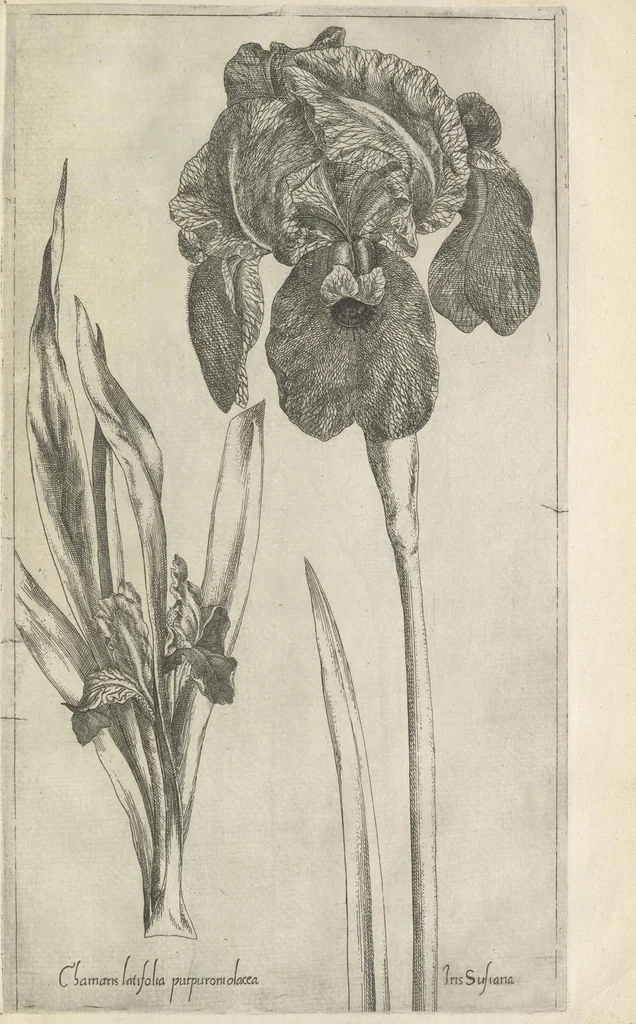 An illustration from Le iardin du roy très chrestien Henry IV roy de France et de Navare : dédié à la royne, 1608, leaf 102