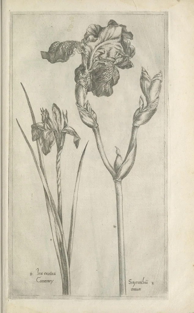 An illustration from Le iardin du roy très chrestien Henry IV roy de France et de Navare : dédié à la royne, 1608, leaf 104
