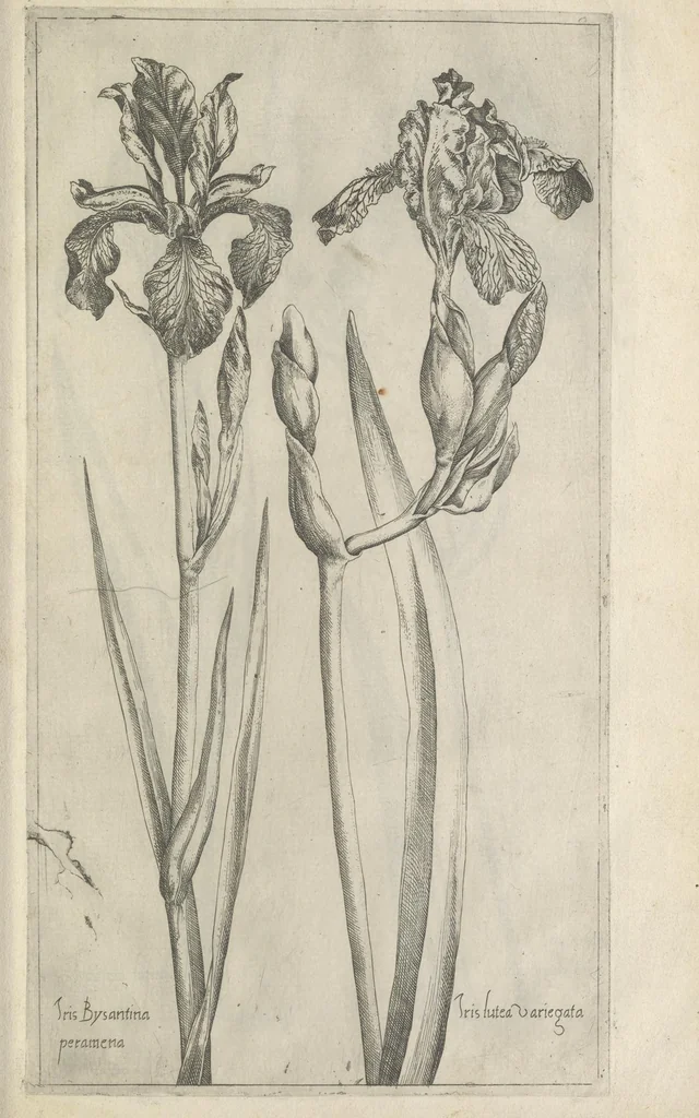 An illustration from Le iardin du roy très chrestien Henry IV roy de France et de Navare : dédié à la royne, 1608, leaf 106