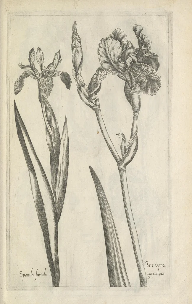 An illustration from Le iardin du roy très chrestien Henry IV roy de France et de Navare : dédié à la royne, 1608, leaf 108