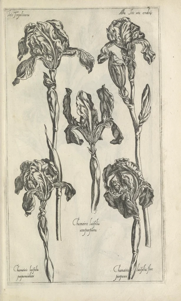 An illustration from Le iardin du roy très chrestien Henry IV roy de France et de Navare : dédié à la royne, 1608, leaf 110
