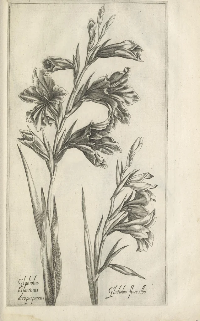 An illustration from Le iardin du roy très chrestien Henry IV roy de France et de Navare : dédié à la royne, 1608, leaf 112