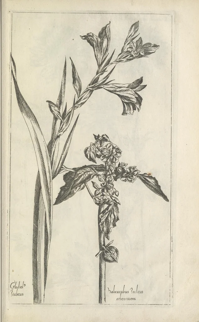 An illustration from Le iardin du roy très chrestien Henry IV roy de France et de Navare : dédié à la royne, 1608, leaf 114