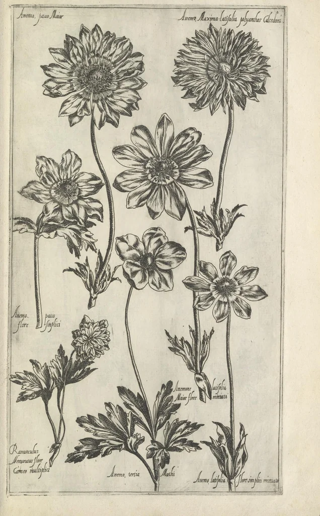 An illustration from Le iardin du roy très chrestien Henry IV roy de France et de Navare : dédié à la royne, 1608, leaf 116