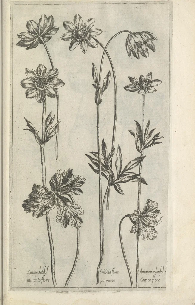An illustration from Le iardin du roy très chrestien Henry IV roy de France et de Navare : dédié à la royne, 1608, leaf 118