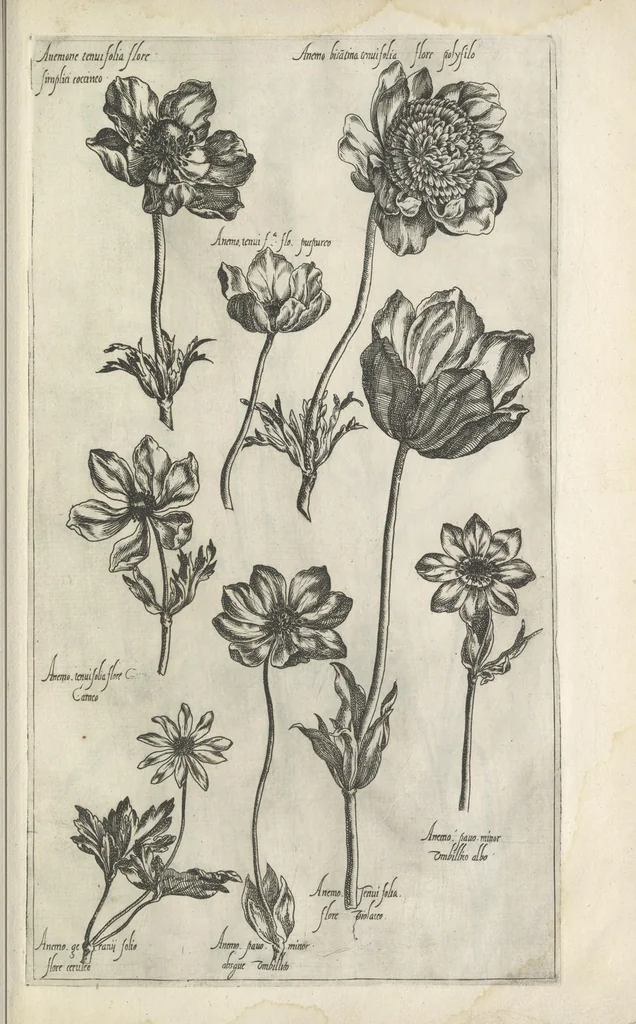 An illustration from Le iardin du roy très chrestien Henry IV roy de France et de Navare : dédié à la royne, 1608, leaf 120