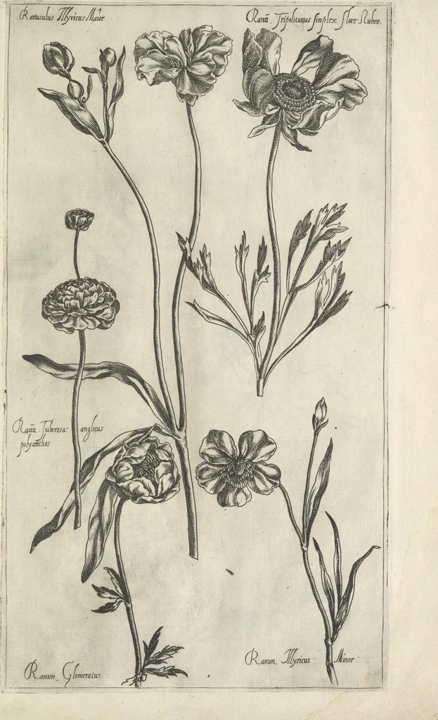 An illustration from Le iardin du roy très chrestien Henry IV roy de France et de Navare : dédié à la royne, 1608, leaf 122
