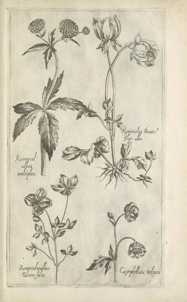 An illustration from Le iardin du roy très chrestien Henry IV roy de France et de Navare : dédié à la royne, 1608, leaf 124