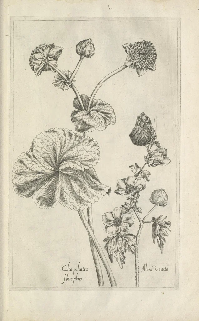 An illustration from Le iardin du roy très chrestien Henry IV roy de France et de Navare : dédié à la royne, 1608, leaf 126