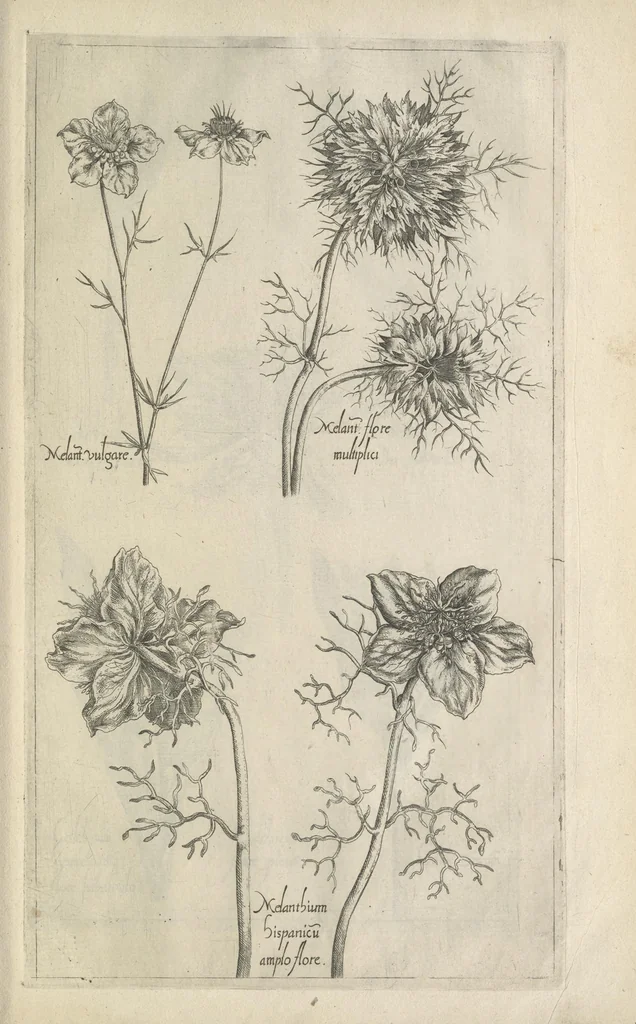 An illustration from Le iardin du roy très chrestien Henry IV roy de France et de Navare : dédié à la royne, 1608, leaf 128
