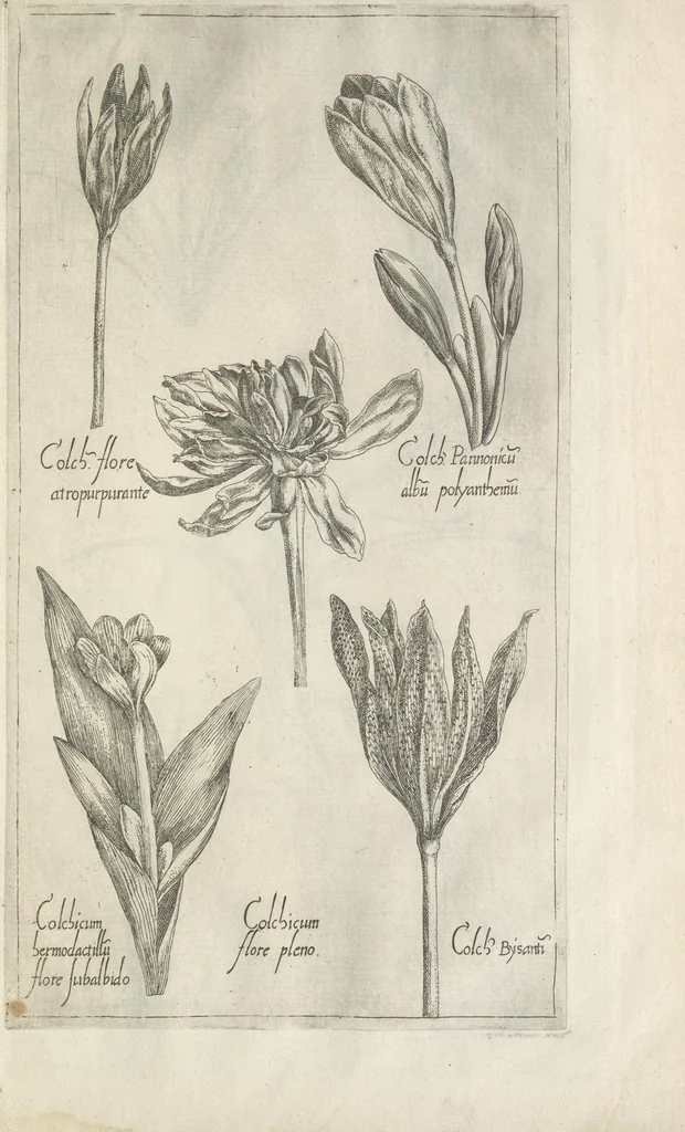 An illustration from Le iardin du roy très chrestien Henry IV roy de France et de Navare : dédié à la royne, 1608, leaf 130
