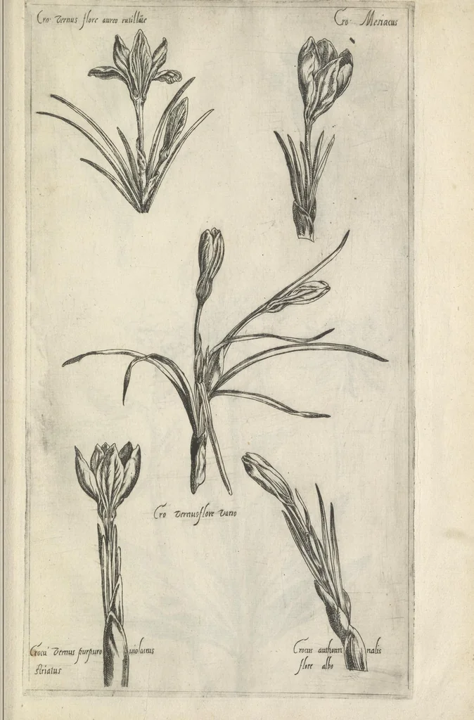 An illustration from Le iardin du roy très chrestien Henry IV roy de France et de Navare : dédié à la royne, 1608, leaf 132