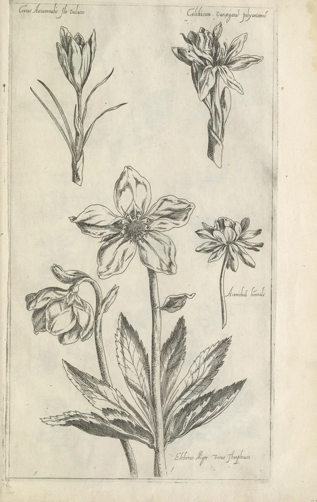 An illustration from Le iardin du roy très chrestien Henry IV roy de France et de Navare : dédié à la royne, 1608, leaf 134