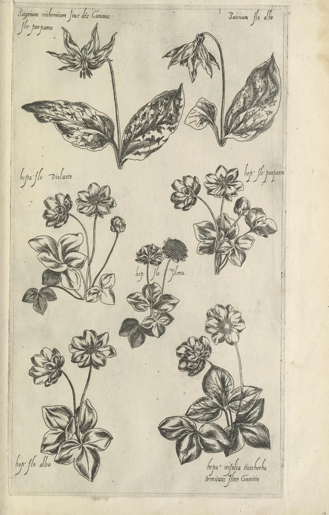 An illustration from Le iardin du roy très chrestien Henry IV roy de France et de Navare : dédié à la royne, 1608, leaf 136