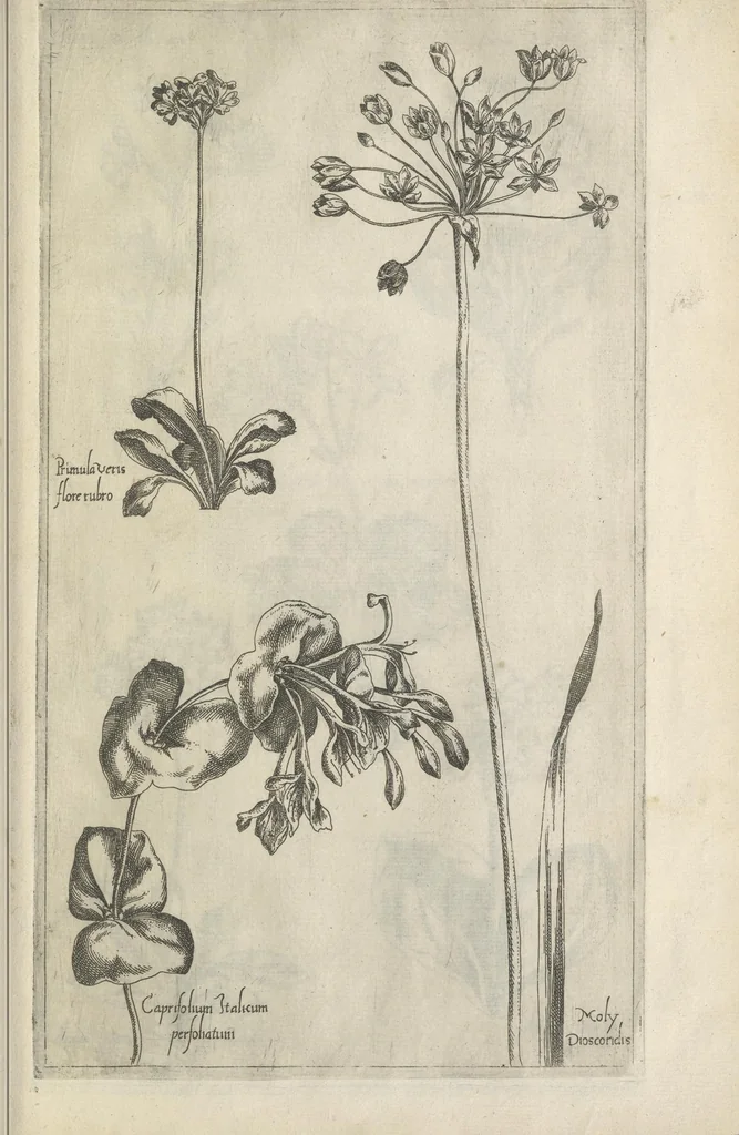 An illustration from Le iardin du roy très chrestien Henry IV roy de France et de Navare : dédié à la royne, 1608, leaf 138