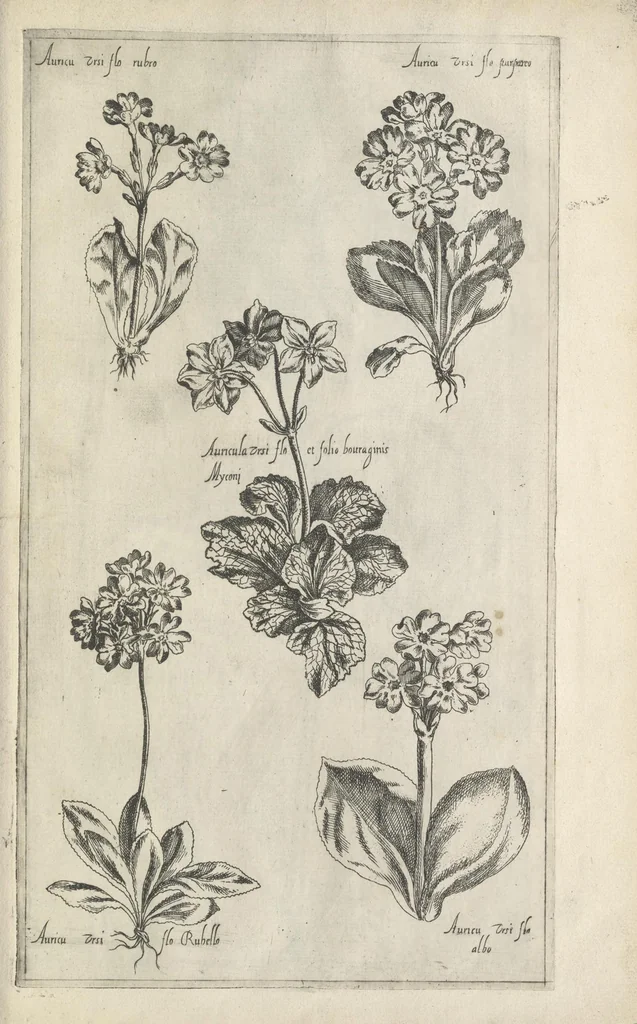 An illustration from Le iardin du roy très chrestien Henry IV roy de France et de Navare : dédié à la royne, 1608, leaf 140
