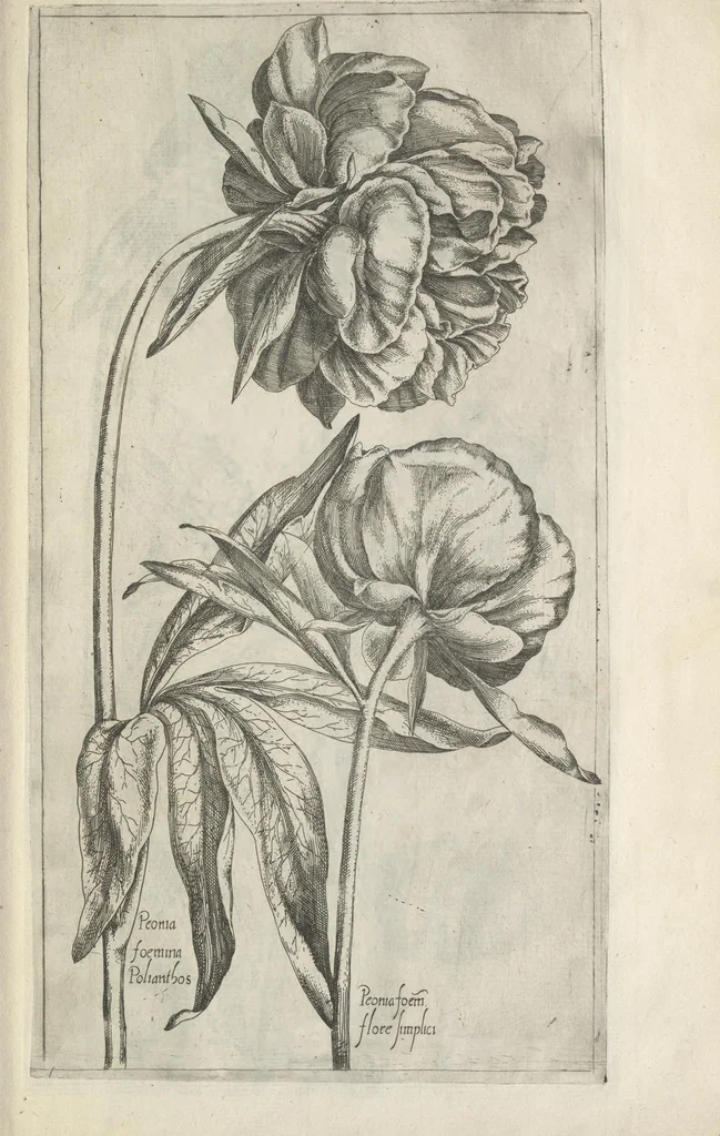 An illustration from Le iardin du roy très chrestien Henry IV roy de France et de Navare : dédié à la royne, 1608, leaf 142