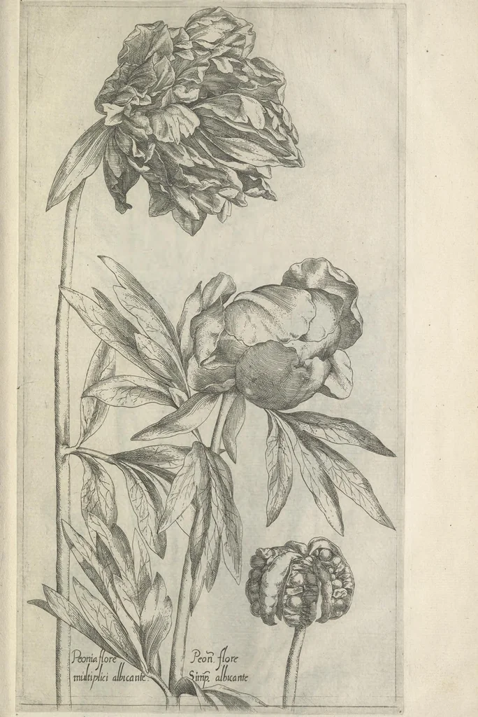An illustration from Le iardin du roy très chrestien Henry IV roy de France et de Navare : dédié à la royne, 1608, leaf 144