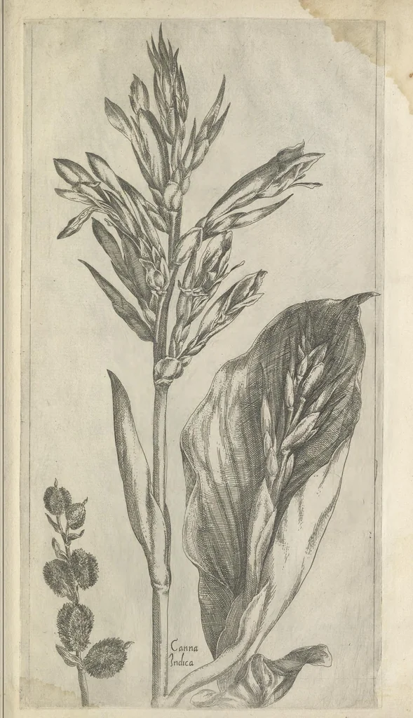 An illustration from Le iardin du roy très chrestien Henry IV roy de France et de Navare : dédié à la royne, 1608, leaf 146