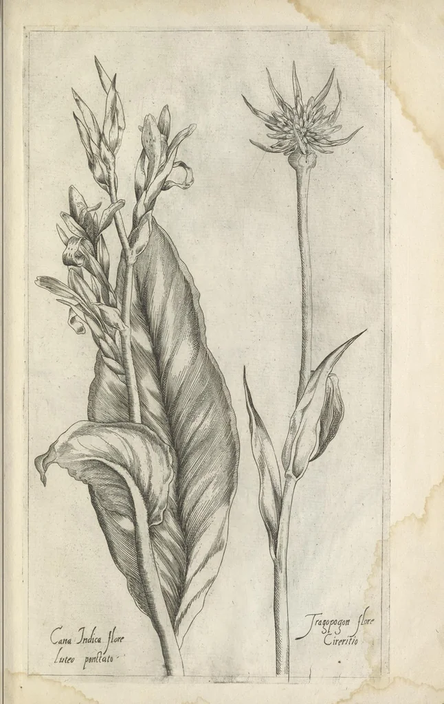 An illustration from Le iardin du roy très chrestien Henry IV roy de France et de Navare : dédié à la royne, 1608, leaf 148
