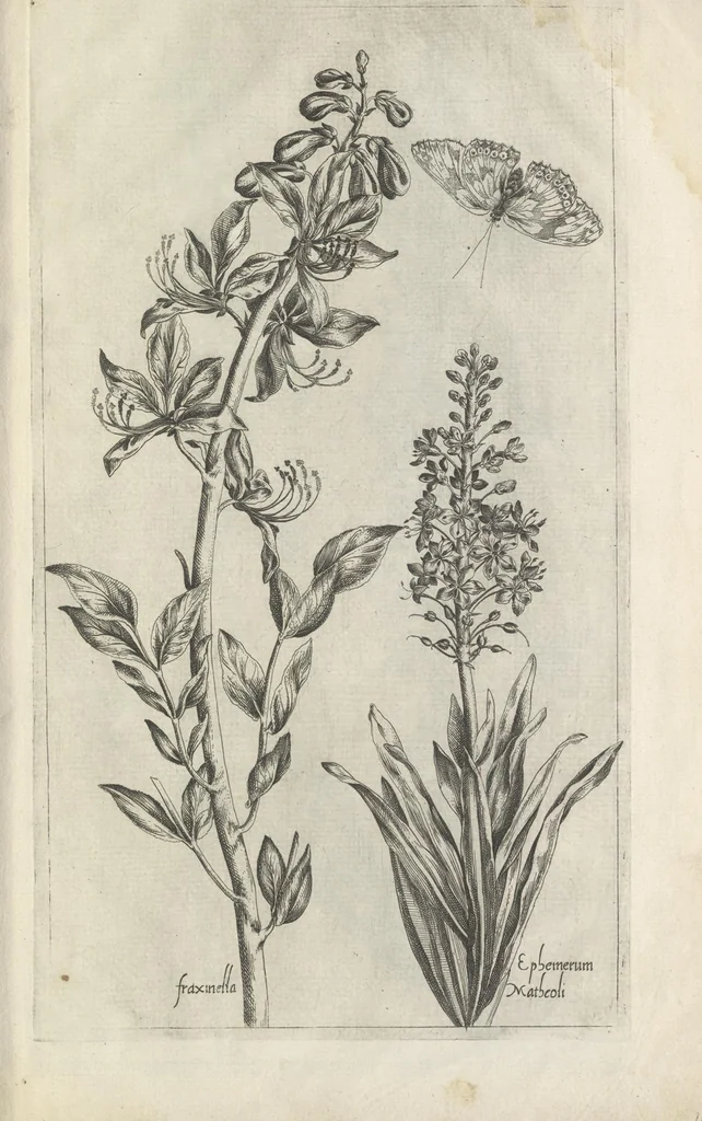 An illustration from Le iardin du roy très chrestien Henry IV roy de France et de Navare : dédié à la royne, 1608, leaf 150
