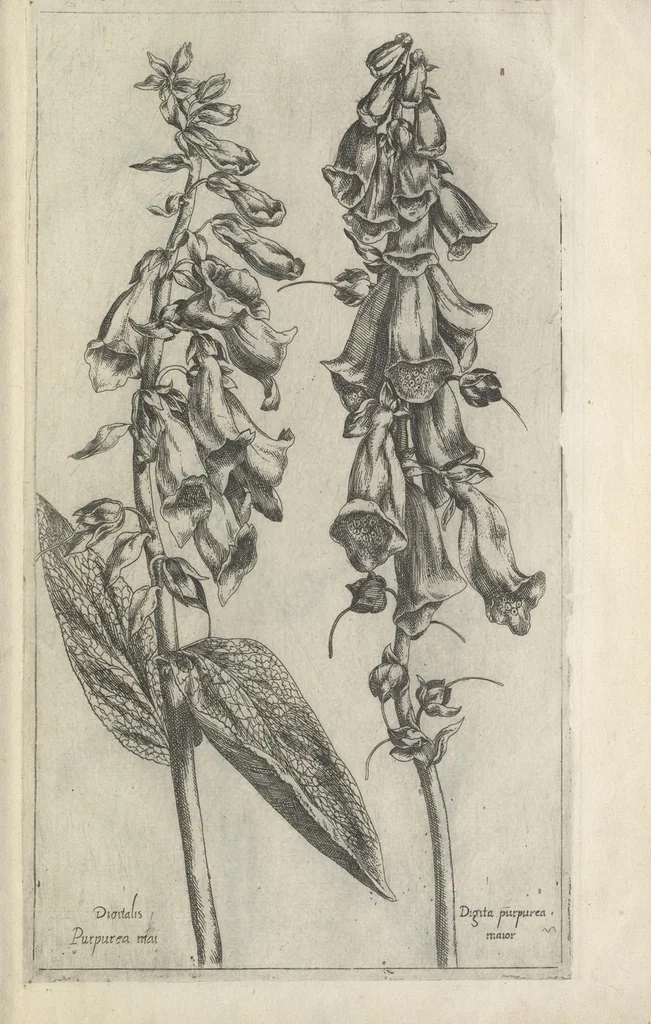 An illustration from Le iardin du roy très chrestien Henry IV roy de France et de Navare : dédié à la royne, 1608, leaf 152
