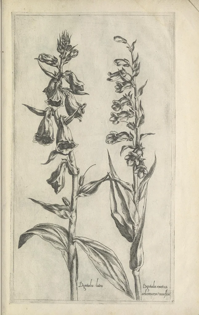 An illustration from Le iardin du roy très chrestien Henry IV roy de France et de Navare : dédié à la royne, 1608, leaf 154