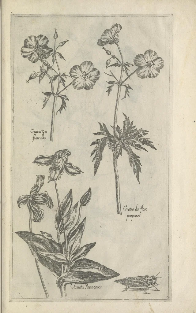 An illustration from Le iardin du roy très chrestien Henry IV roy de France et de Navare : dédié à la royne, 1608, leaf 156