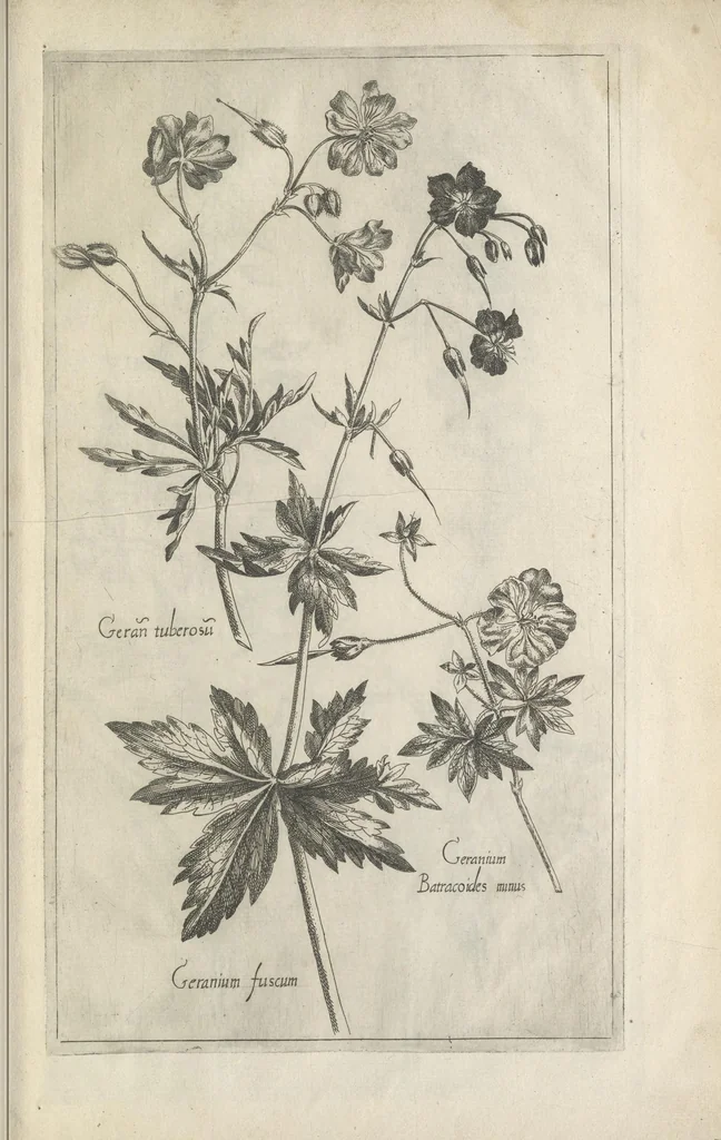 An illustration from Le iardin du roy très chrestien Henry IV roy de France et de Navare : dédié à la royne, 1608, leaf 158