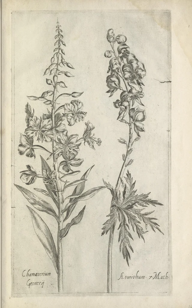 An illustration from Le iardin du roy très chrestien Henry IV roy de France et de Navare : dédié à la royne, 1608, leaf 160