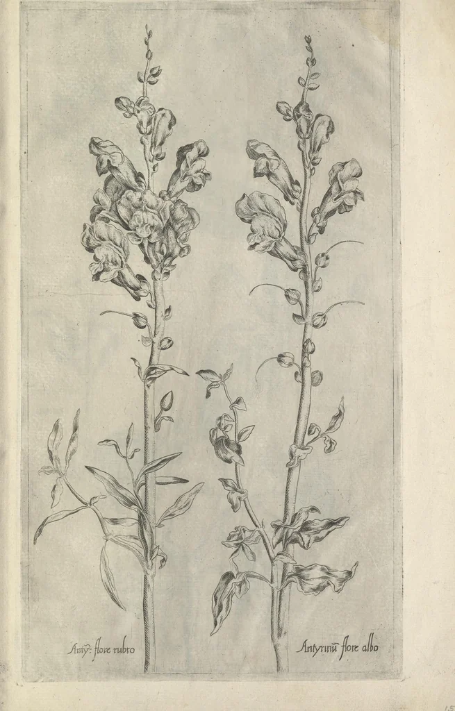 An illustration from Le iardin du roy très chrestien Henry IV roy de France et de Navare : dédié à la royne, 1608, leaf 162