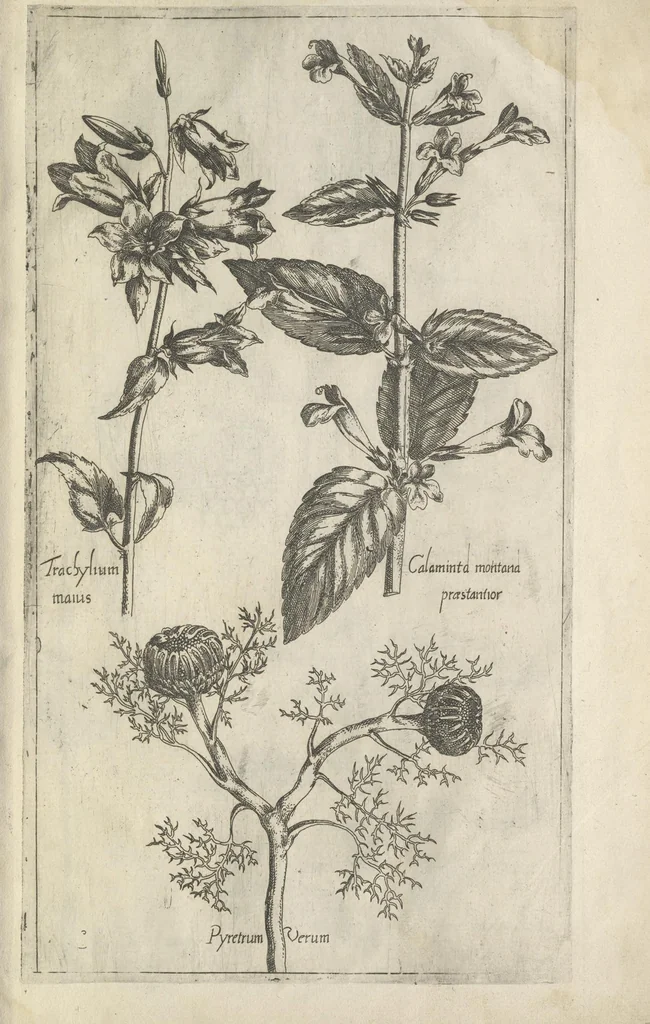 An illustration from Le iardin du roy très chrestien Henry IV roy de France et de Navare : dédié à la royne, 1608, leaf 164