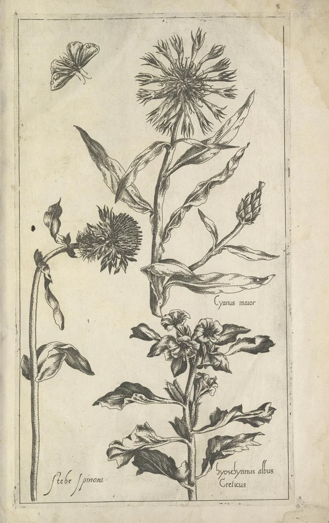 An illustration from Le iardin du roy très chrestien Henry IV roy de France et de Navare : dédié à la royne, 1608, leaf 166